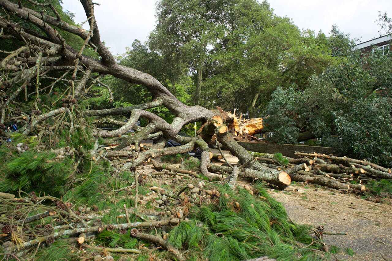 Tree Branch Trimming in Willow, AK